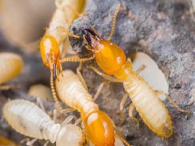 平洲防治白蚁公司发现白蚁应该怎么办