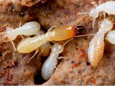 三水白蚁防治，木地板怎样预防白蚁