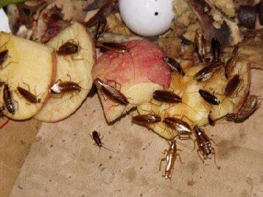 南海杀虫灭鼠所：蟑螂碰过的食物还能不能吃？