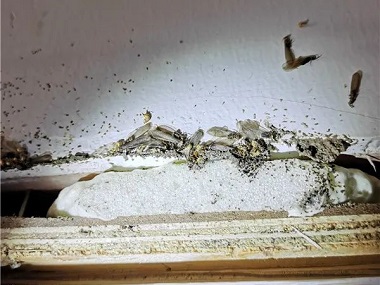 黄岐白蚁防治新装修房屋为什么会有白蚁