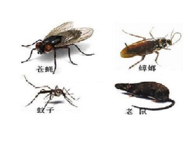 平洲专业虫害防治有必要定期虫害预防吗？害虫的危害有哪些？