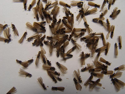 狮山白蚁防治公司辨别白蚁和蚂蚁（繁衍蚁）小技巧