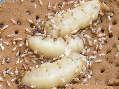 小塘白蚁灭治公司说一下白蚁蚁后是怎样产生的
