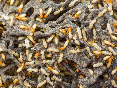 南海白蚁备案站带翅膀的蚂蚁是不是白蚁