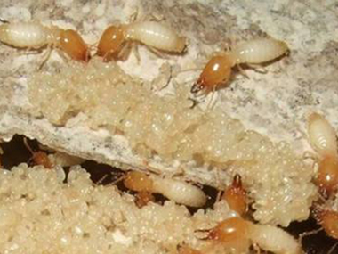 南海灭杀白蚁中心在冬天几乎看不到白蚁，这是为什么?