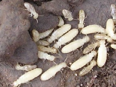 九江白蚁防治所日常生活中预防白蚁入侵的方法