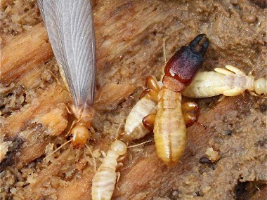 小塘灭除白蚁机构白蚁危害的常见部位有哪些