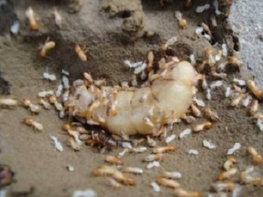 里水专业白蚁公司房屋遭受白蚁危害是什么原因