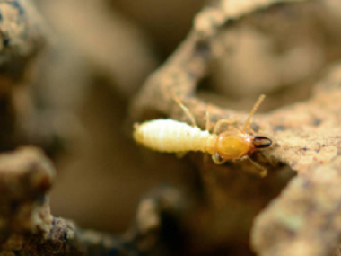 南海白蚂蚁验收站怎样杀白蚁才能杀干净