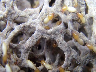 桂城白蚁预防中心白蚁的危害到底有多大