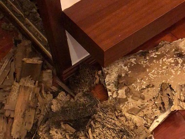 罗村灭治白蚁站家里发现白蚁灭治操作方法